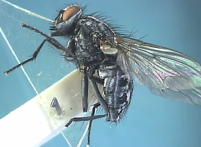 Polietes lardarius
